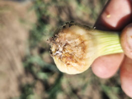 Fuzarium w cebuli. Czy da się zwalczać?
