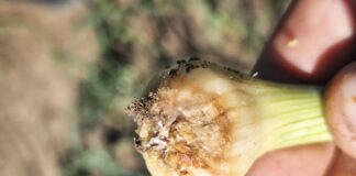 Fuzarium w cebuli. Czy da się zwalczać?