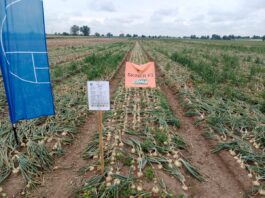 Książkowa plantacja „zimówki” Książkowa plantacja „zimówki”