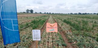 Książkowa plantacja „zimówki” Książkowa plantacja „zimówki”