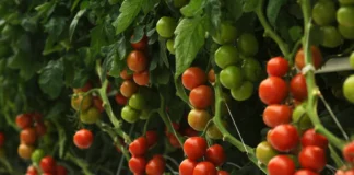 Benevia z rozszerzoną rejestracją o nowe uprawy Benevia z rozszerzoną rejestracją o nowe uprawy