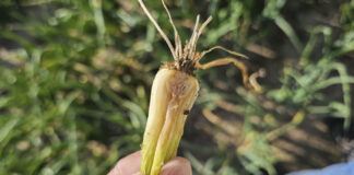 Bakteriozy na cebuli. Zwalczać nie ma czym