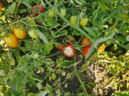 Oparzenia słoneczne na owocach pomidorów