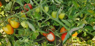 Oparzenia słoneczne na owocach pomidorów