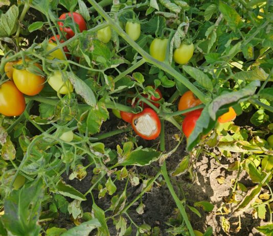 Oparzenia słoneczne na owocach pomidorów