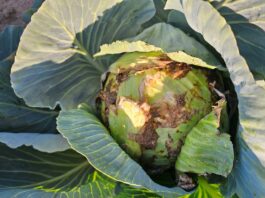 Fuzarium na kapuście. Nie ma czym zwalczać