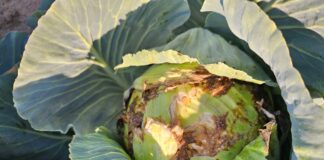 Fuzarium na kapuście. Nie ma czym zwalczać