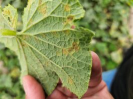 Mączniak rzekomy na roślinach ogórka. Jak rozpoznać?