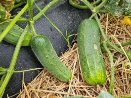 Ogórek gruntowy 2024 – podaż, ceny, rokowania