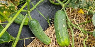 Ogórek gruntowy 2024 – podaż, ceny, rokowania