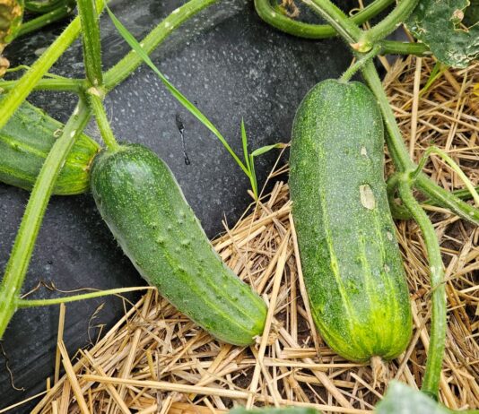 Ogórek gruntowy 2024 – podaż, ceny, rokowania