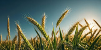 Dopłaty do pszenicy Dopłaty do pszenicy