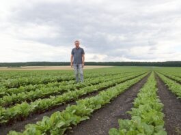 Odmiany buraka ćwikłowego – sprawdzone standardy i nowości – co wybrać? Odmiany buraka ćwikłowego – sprawdzone standardy i nowości – co wybrać?