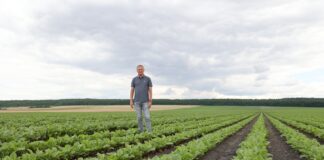 Odmiany buraka ćwikłowego – sprawdzone standardy i nowości – co wybrać? Odmiany buraka ćwikłowego – sprawdzone standardy i nowości – co wybrać?