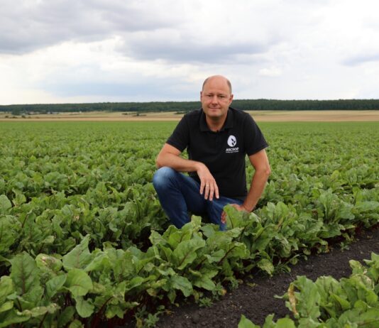 Nowe możliwości ochrony buraka ćwikłowego Nowe możliwości ochrony buraka ćwikłowego