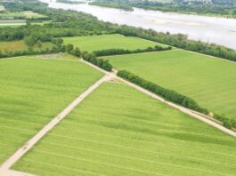 Zadbaj o barwę i jędrność sałaty lodowej