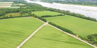 Zadbaj o barwę i jędrność sałaty lodowej