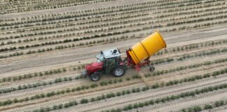 Pomidory polowe. Ściółkowanie słomą i zalecenia nawozowe