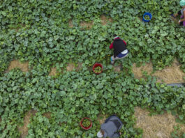 Jak utrzymać dobra kondycję ogórków w trakcie zbiorów?