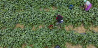 Jak utrzymać dobra kondycję ogórków w trakcie zbiorów?