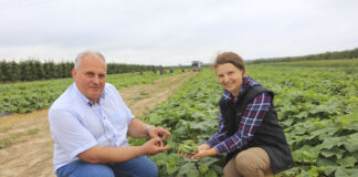 Ogórki, które nie zawiodły w sezonie 2024. #100 ton
