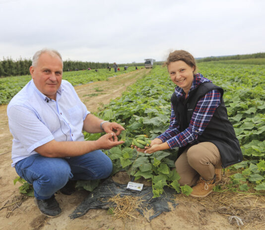 Ogórki, które nie zawiodły w sezonie 2024. #100 ton