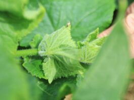 Zmieniki na fasoli szparagowej i nie tylko