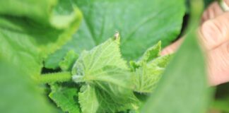 Zmieniki na fasoli szparagowej i nie tylko