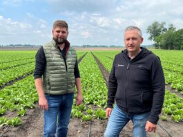 Wzmacnianie sałaty od posadzenia po zbiór sałata uprawa