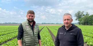 Wzmacnianie sałaty od posadzenia po zbiór sałata uprawa