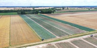 Nawożenie kapusty w drugiej części sezonu