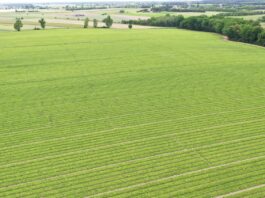 Precyzyjne nawożenie sałaty obliczone na plon wysokiej jakości
