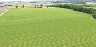 Precyzyjne nawożenie sałaty obliczone na plon wysokiej jakości