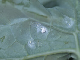 Zmiany w etykietach ważnych środków ochrony dla warzyw Zmiany w etykietach ważnych środków ochrony dla warzyw