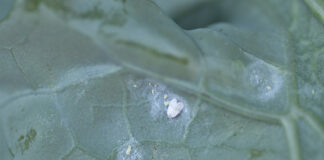 Zmiany w etykietach ważnych środków ochrony dla warzyw Zmiany w etykietach ważnych środków ochrony dla warzyw