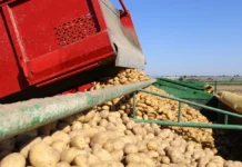 Producenci ziemniaków spotkali się z ministrem. „Sezon najtrudniejszy od 50 lat” producenci ziemniaków