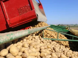 Producenci ziemniaków spotkali się z ministrem. „Sezon najtrudniejszy od 50 lat” producenci ziemniaków