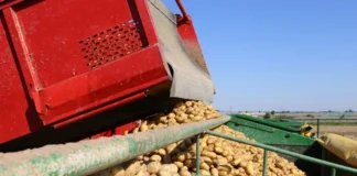 Producenci ziemniaków spotkali się z ministrem. „Sezon najtrudniejszy od 50 lat” producenci ziemniaków