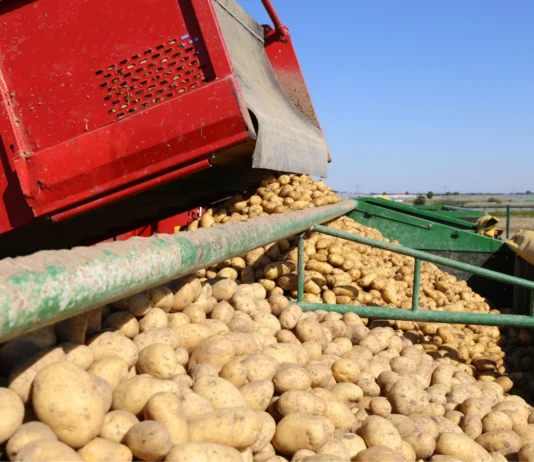 Producenci ziemniaków spotkali się z ministrem. „Sezon najtrudniejszy od 50 lat” producenci ziemniaków