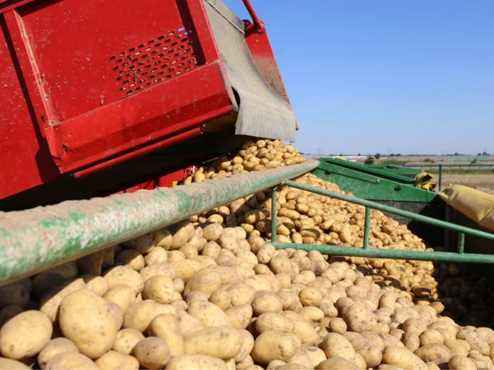 producenci ziemniaków