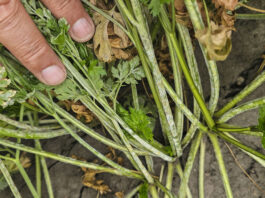 Mączniak prawdziwy – bardzo duża presja