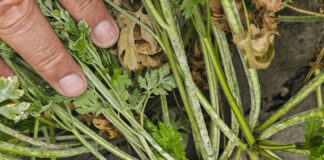 Mączniak prawdziwy – bardzo duża presja