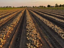 Przegląd światowego rynku cebuli – końcówka lipca 2025 Uprawa wczesnych cebul. Gra w ruletkę, czy szansa na dobre zyski?