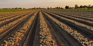 Uprawa wczesnych cebul. Gra w ruletkę, czy szansa na dobre zyski? Uprawa wczesnych cebul. Gra w ruletkę, czy szansa na dobre zyski?