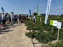 Warzywnicze doświadczenia w Bedlnie i nowości uprawowe Warzywnicze doświadczenia w Bedlnie i nowości uprawowe