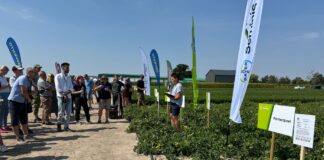 Warzywnicze doświadczenia w  Bedlnie i nowości uprawowe   Warzywnicze doświadczenia w  Bedlnie i nowości uprawowe