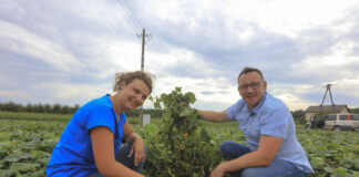 Stan plantacji ogórków w Hornigach i zalecenia na dalsze plonowanie
