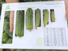 Jakie ogórki opłaca się zbierać najbardziej?