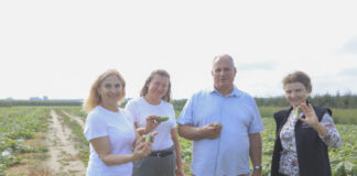 Polskie odmiany ogórków dają radę. Czy będzie #100ton?