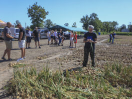 Te sposoby nawożenia mogą pozwolić na dobre zbiory cebuli